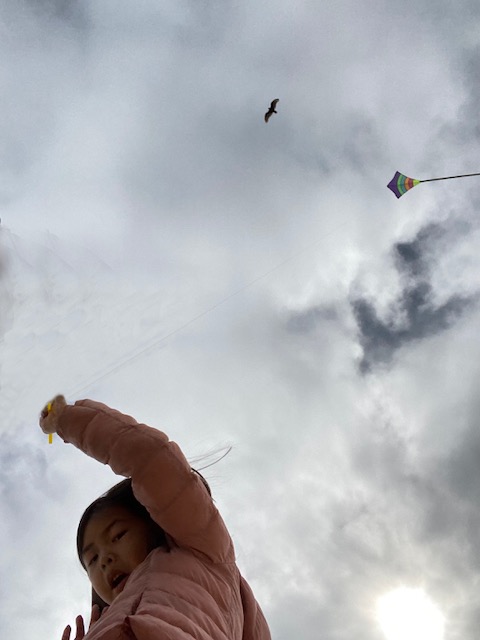 Kite versus Sea Gull