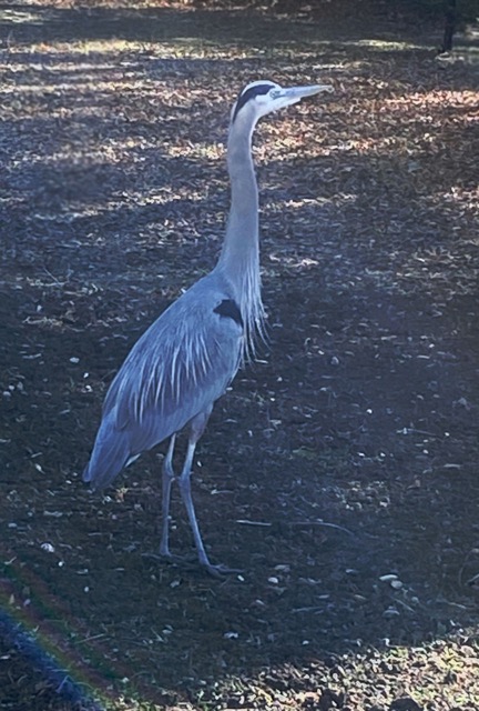 New Year's Egret Sighting